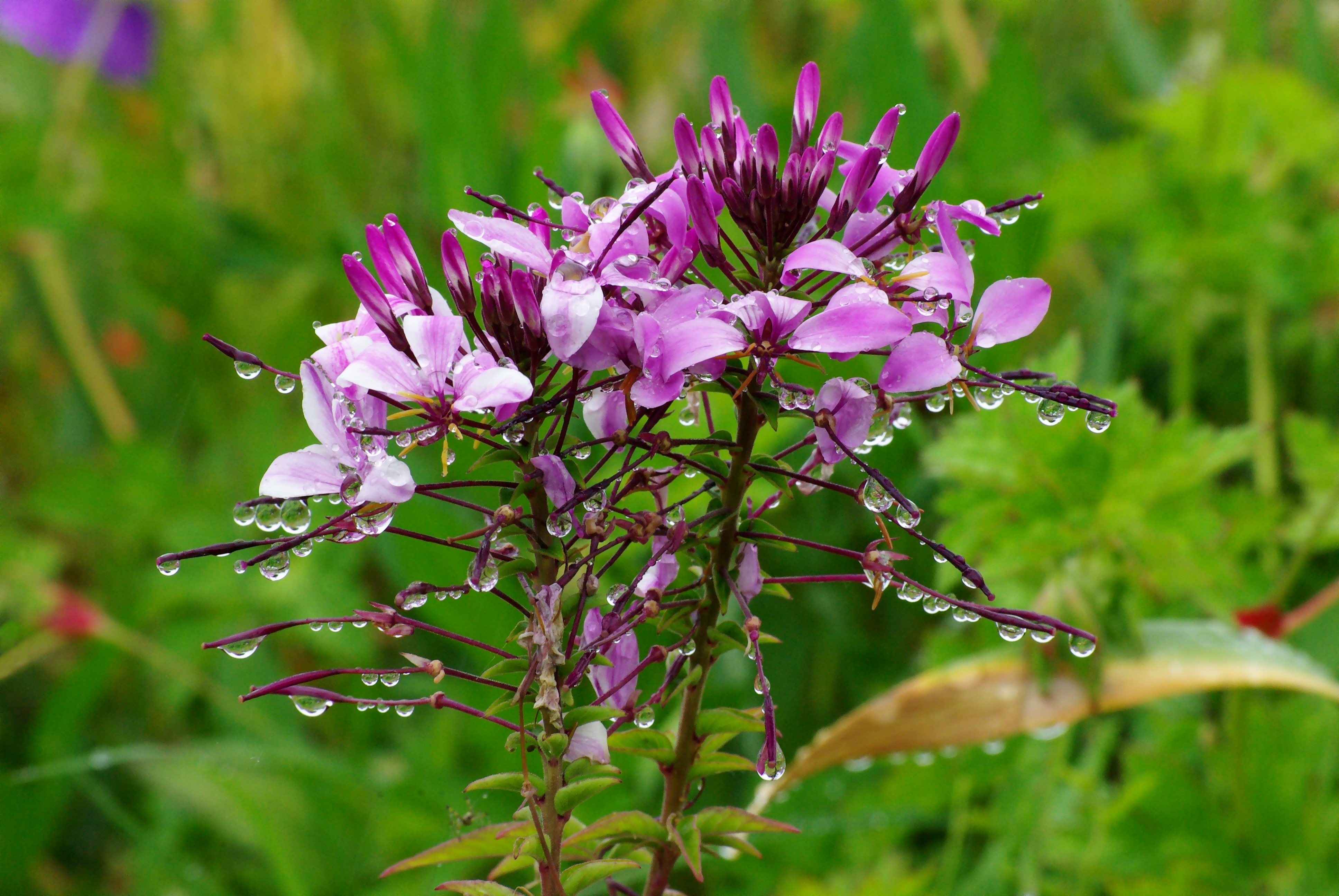 Цветок ея. Клеома колючая. Клеома из семян. Клеома Хасслера (Cleome hassleriana) 