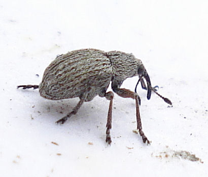 File:Coleoptera Curculionoidea Apion ulicis (3355869444).jpg