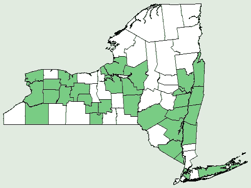 File:Collinsonia canadensis NY-dist-map.png