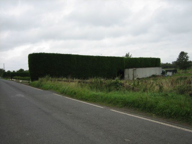 File:Conifer Hedge at Bellville. - geograph.org.uk - 239802.jpg