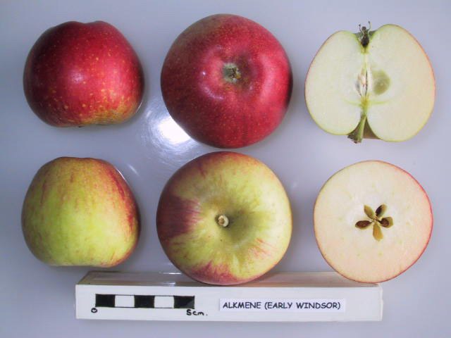 File:Cross section of Alkmene, National Fruit Collection (acc. 1972-026).jpg