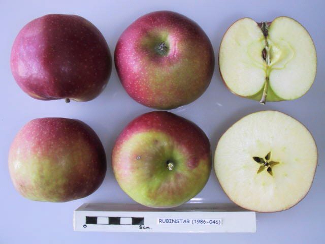 File:Cross section of Rubinstar, National Fruit Collection (acc. 1986-046).jpg