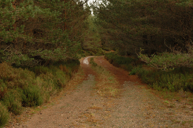 File:Dark forest with a few gleams of sunlight - geograph.org.uk