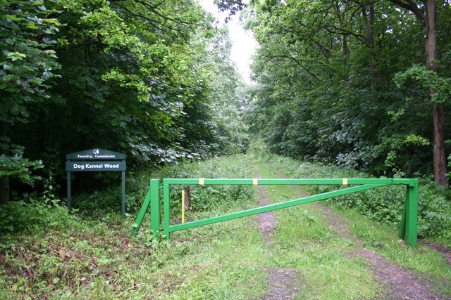 File:Dog Kennel Wood - geograph.org.uk - 466851.jpg