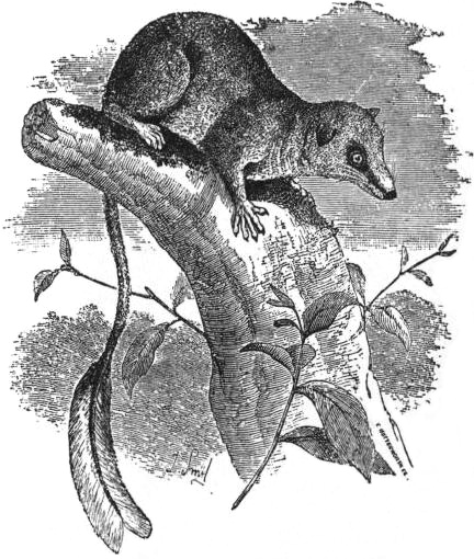 File:EB1911 Insectivora — Fig. 1. Pen-tailed Tree-Shrew (Ptilocercus lowii).jpg