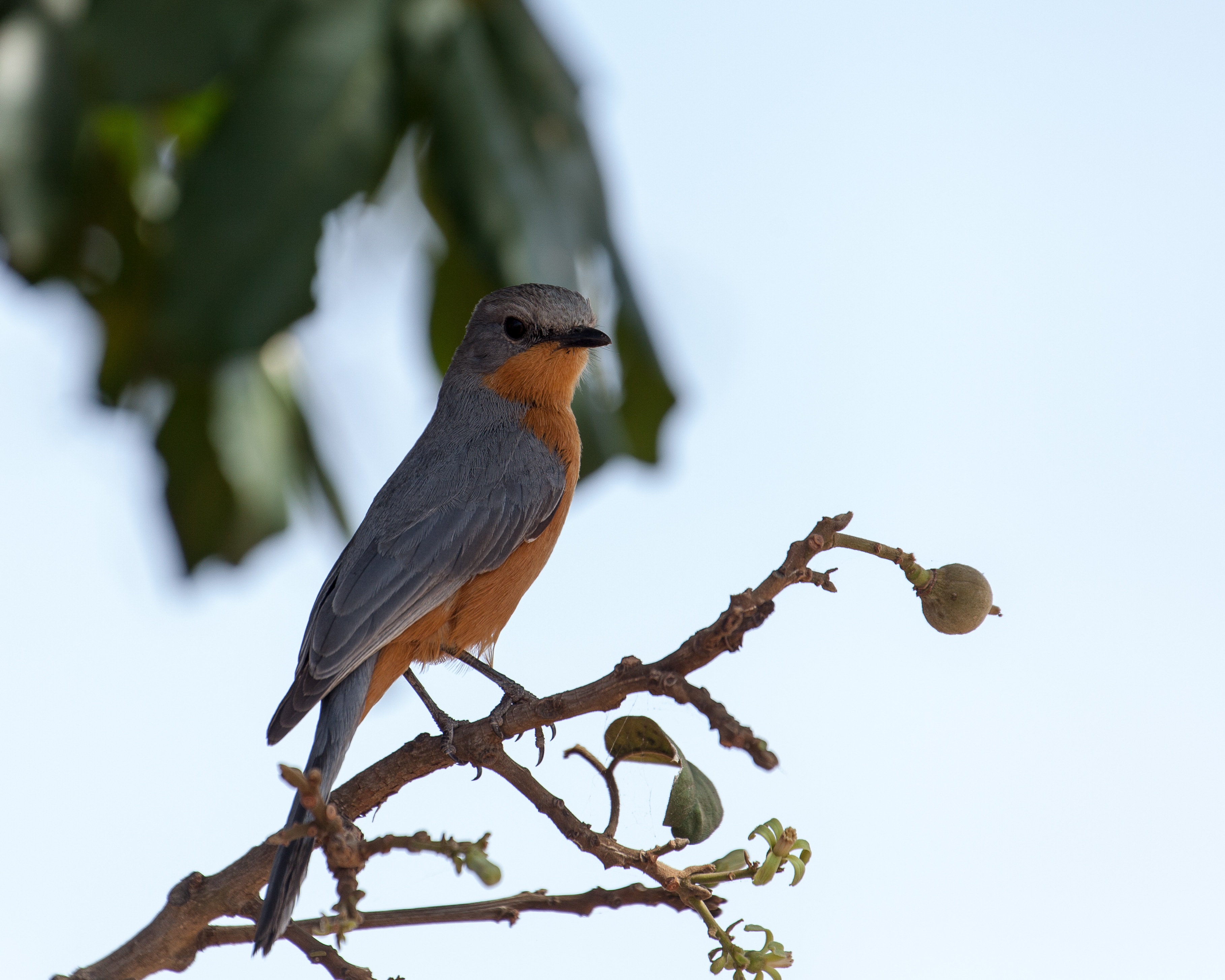 Birds wiki. Птицы Восточной Африки. Silverbird. Птица на ю. Melaenornis microrhynchus.