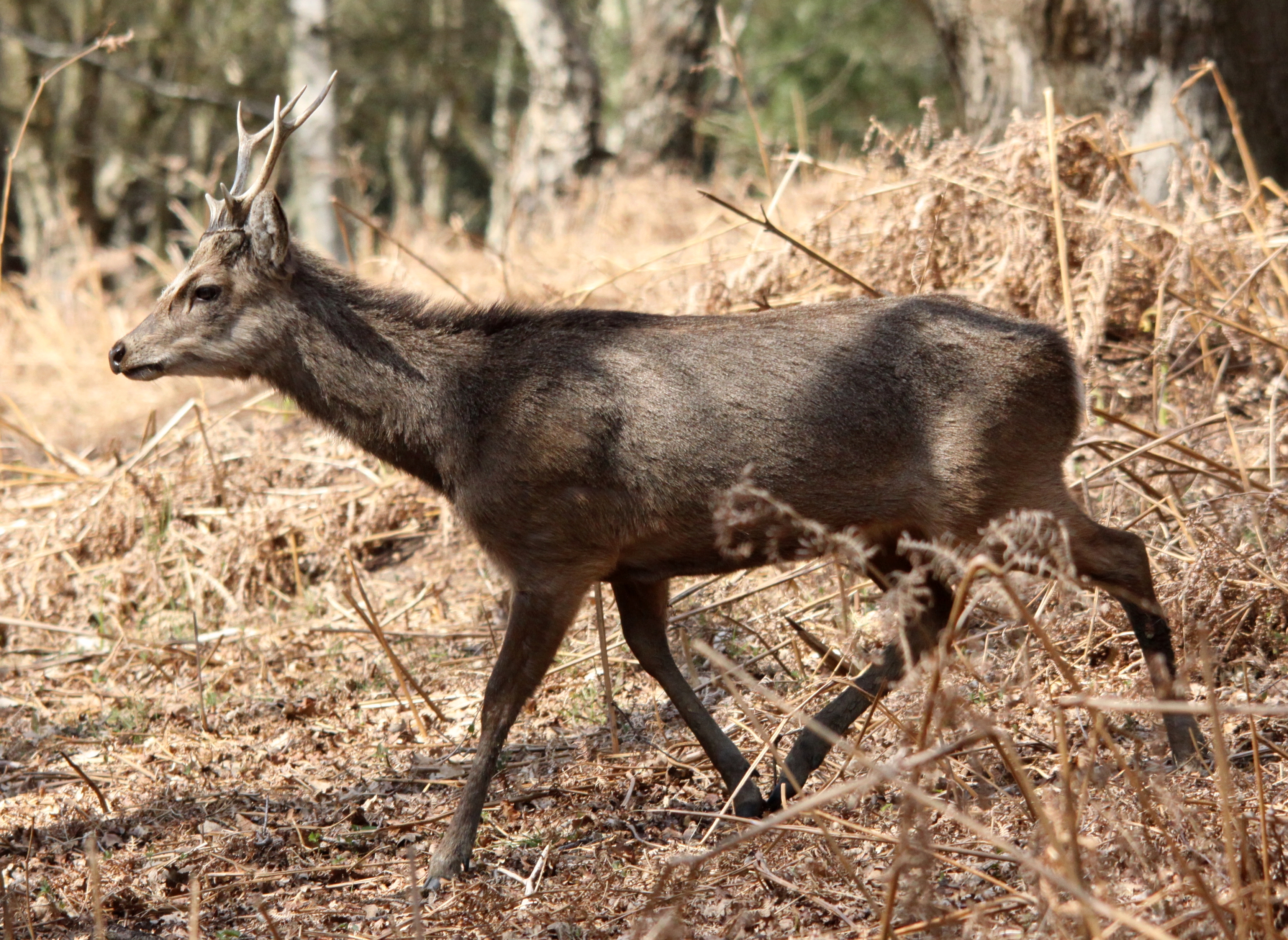 Sikahirsch – Wikipedia