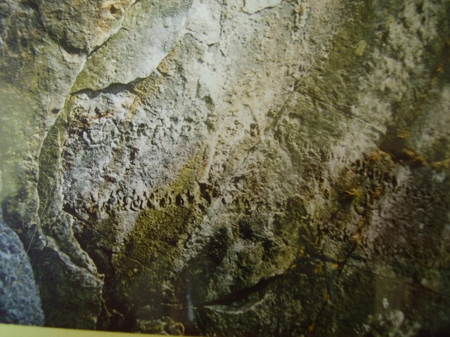 File:Fossil trail of giant Myriapod - geograph.org.uk - 993207.jpg