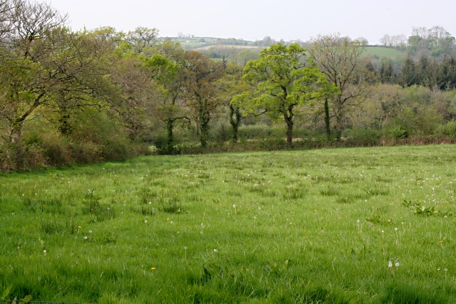 File:Grass and Trees - geograph.org.uk - 421096.jpg