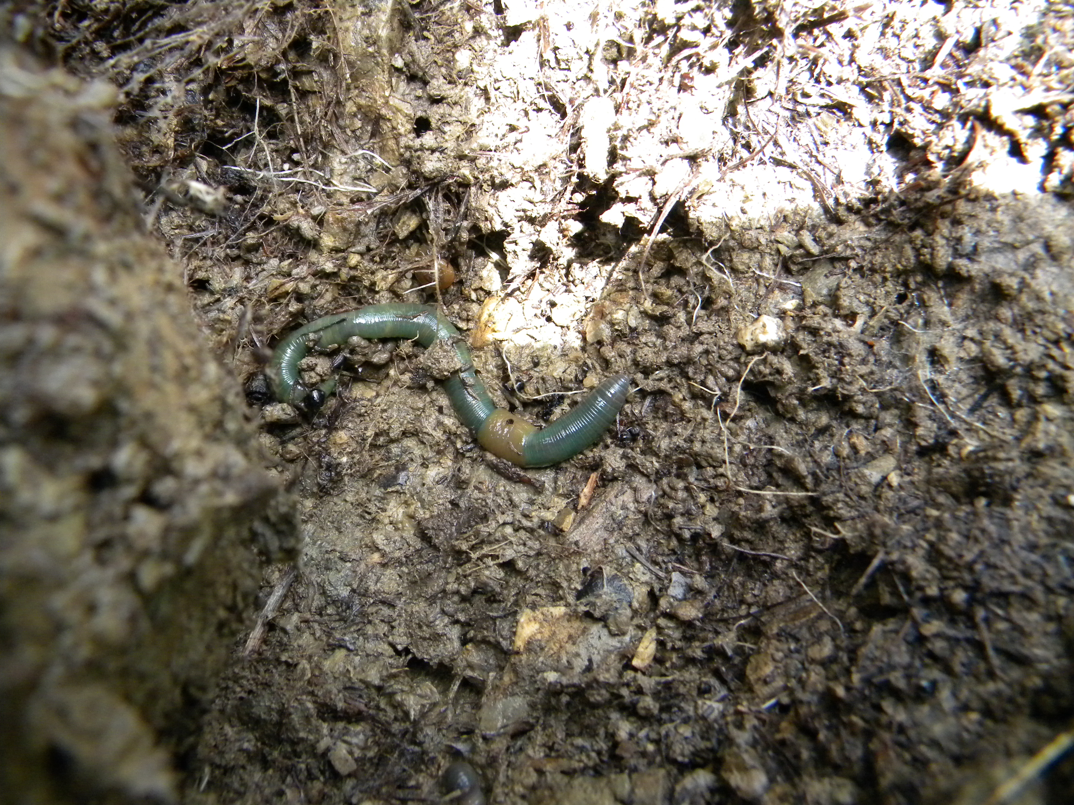 File:Green Earthworm.jpg - Wikimedia Commons