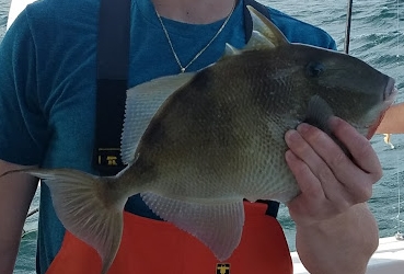 File:Grey Triggerfish.jpg