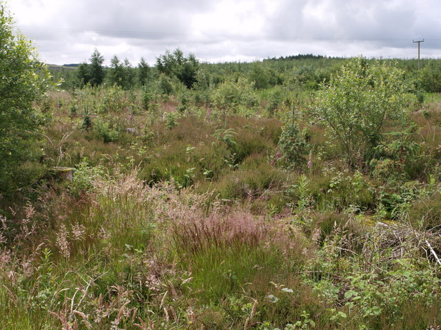 File:Hallmuir Plantation - geograph.org.uk - 486221.jpg