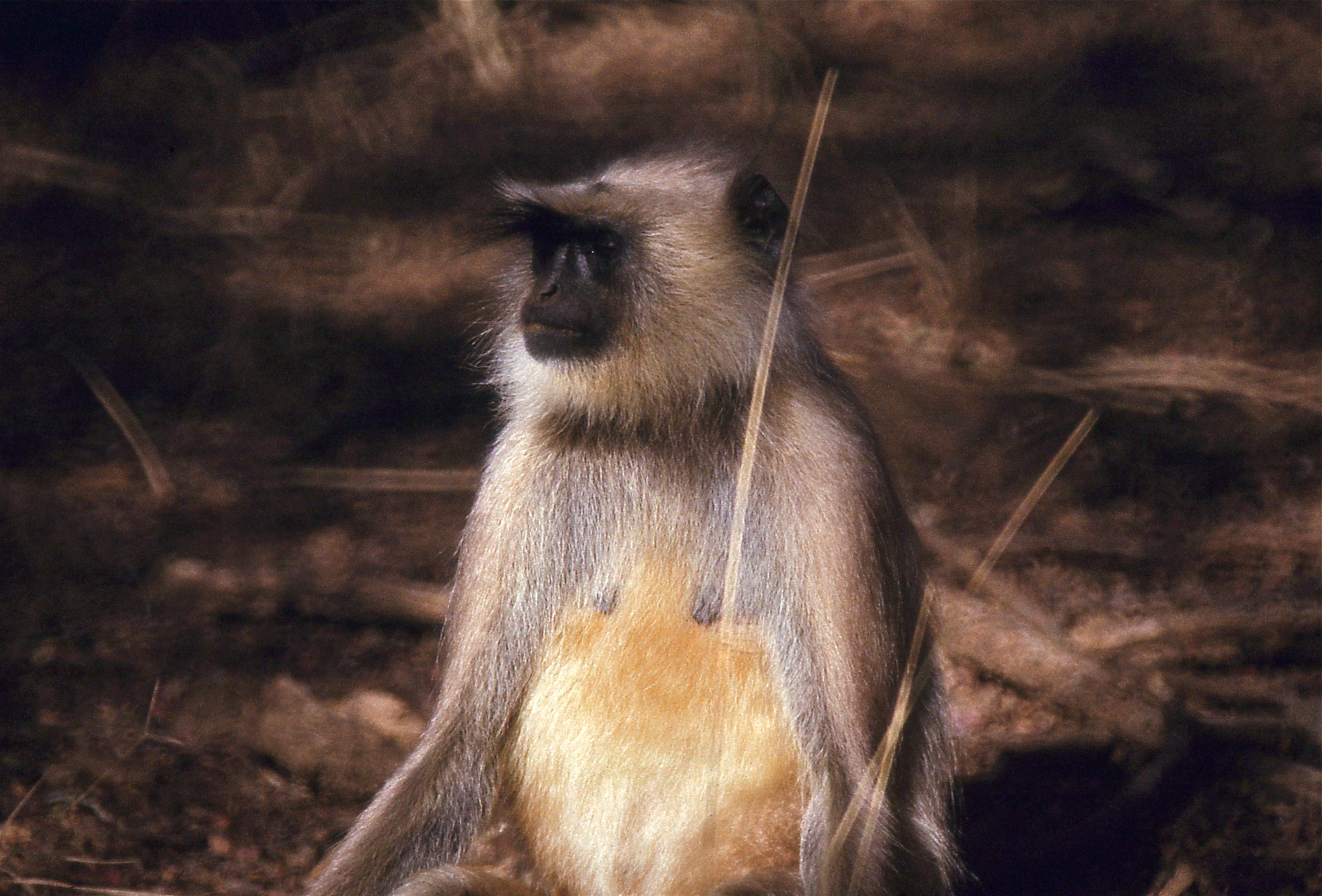 Hanuman Langur (Semnopithecus entellus) female (20279523732).jpg