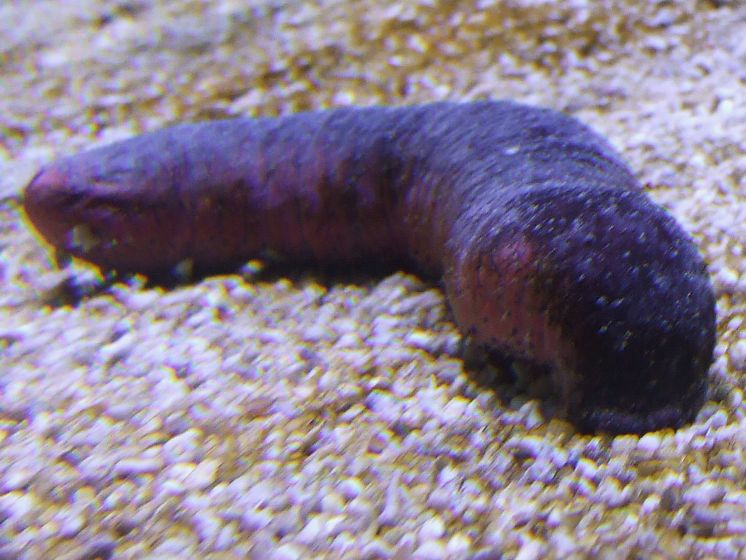 sea cucumber anatomy