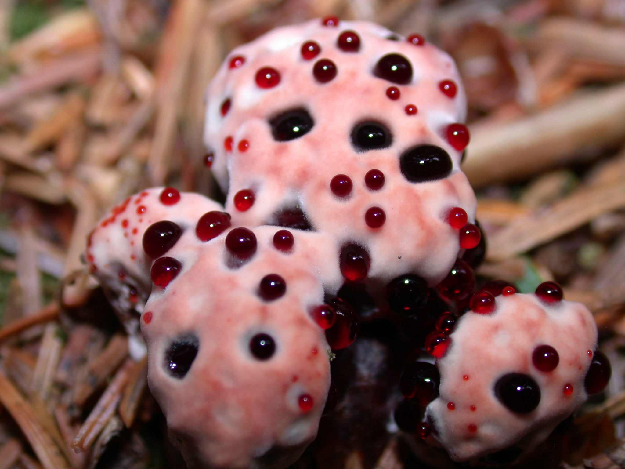 Hydnellum peckii