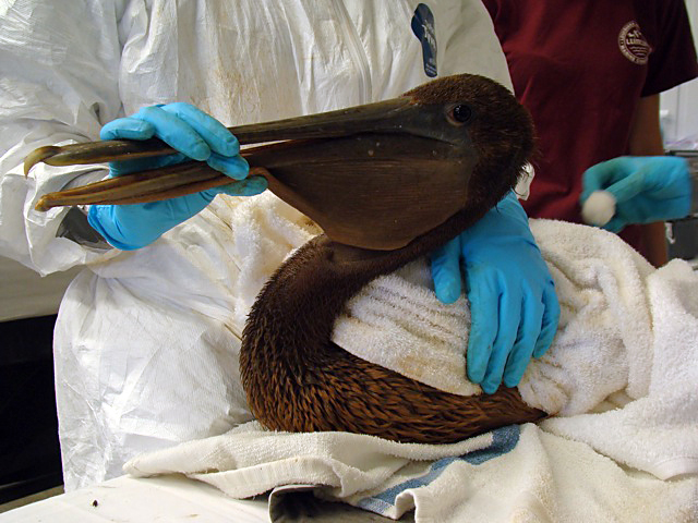 File:IBRRC Gulf Oiled Pelican Intake 2010.jpg