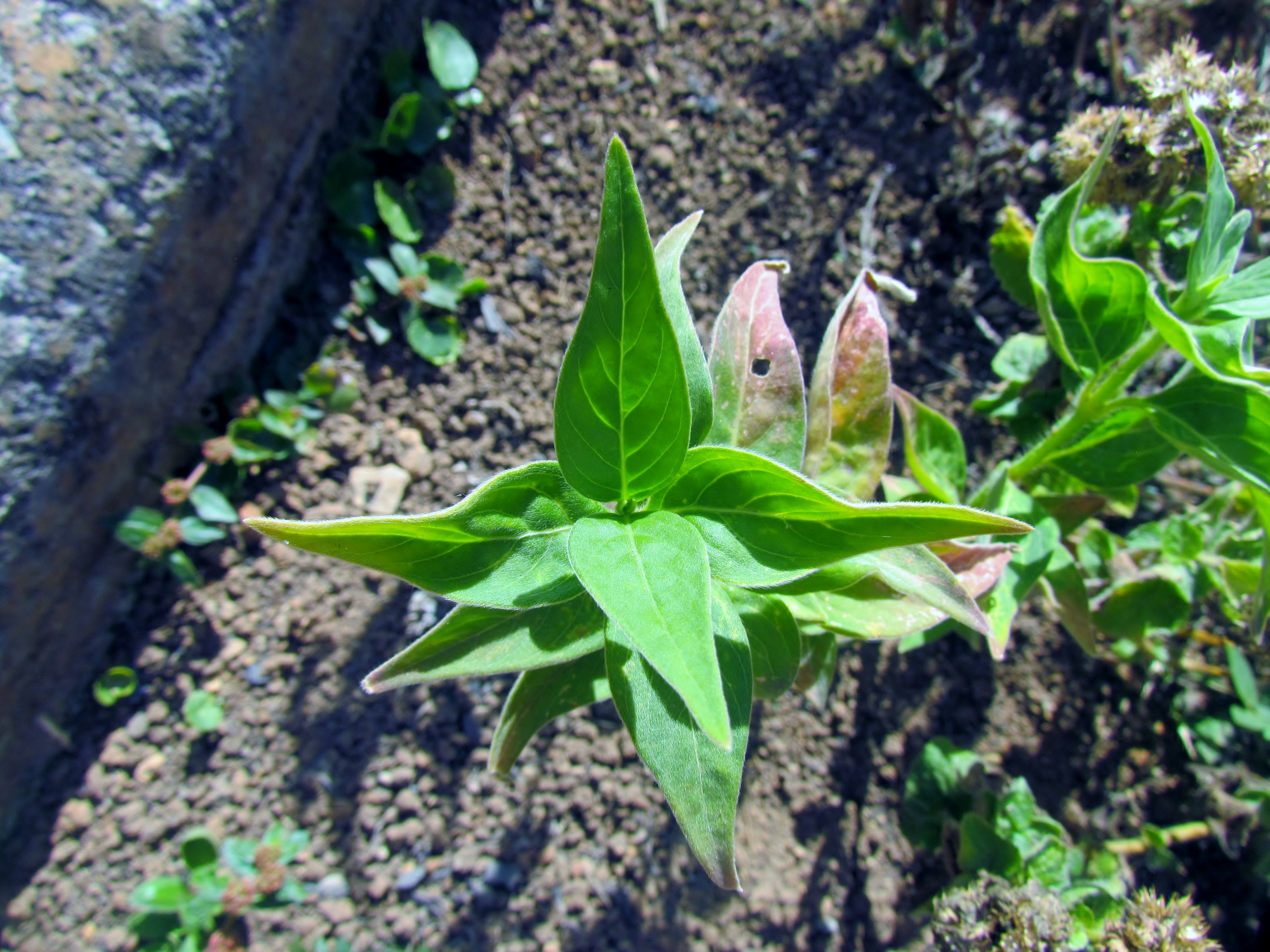 Planta de san jorge