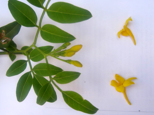 File:Jasminum humile Np.JPG