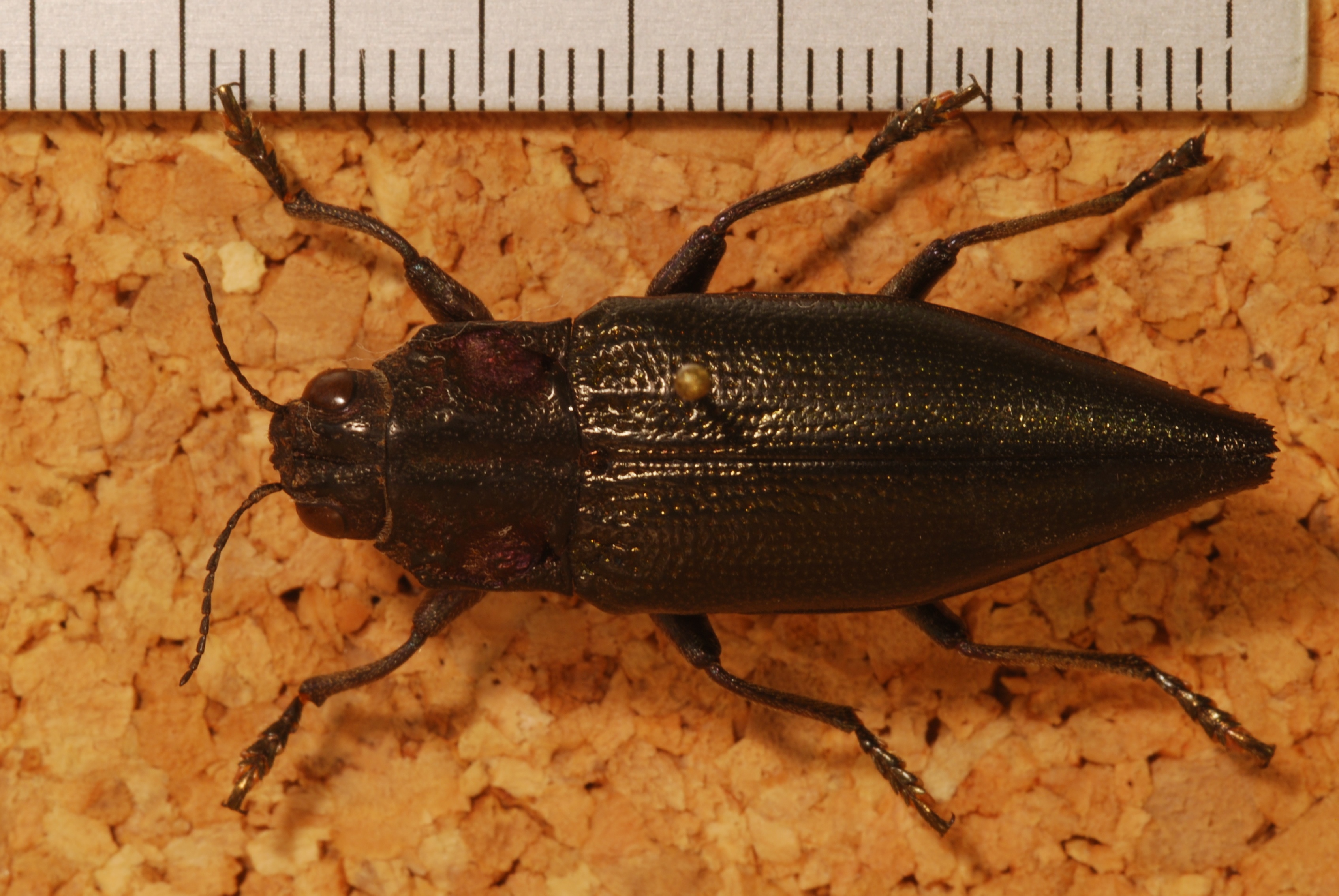 Jewel Beetle (Cyphogastra semipurpurea) (8229268469).jpg