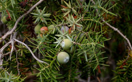 File:Juniperus-oxycedrus.JPG