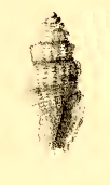 <i>Kermia caletria</i> Species of gastropod