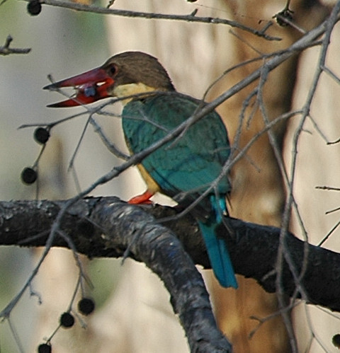 File:Kingfisher9.jpg