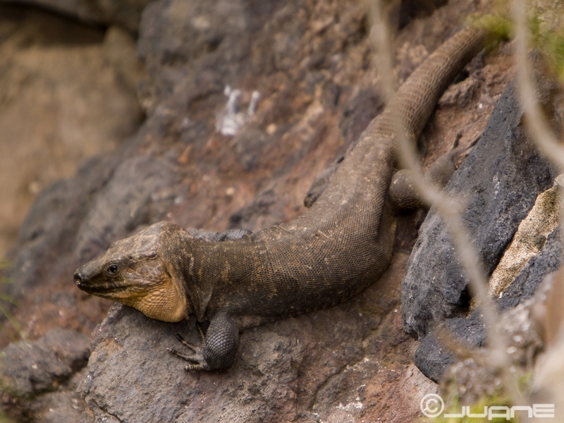 File:Lagarto Canario (Gallotia stehlini) (3547212472).jpg