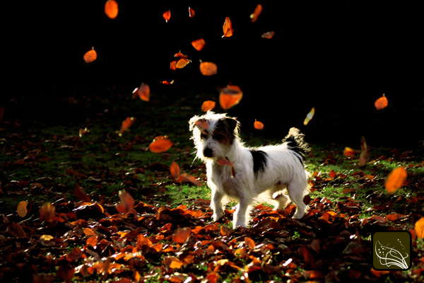 File:Les feuilles magiques.jpg