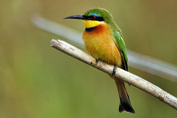 File:Littlebeeeater.jpg