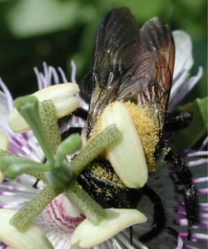 File:Maypop pollination 5242.JPG