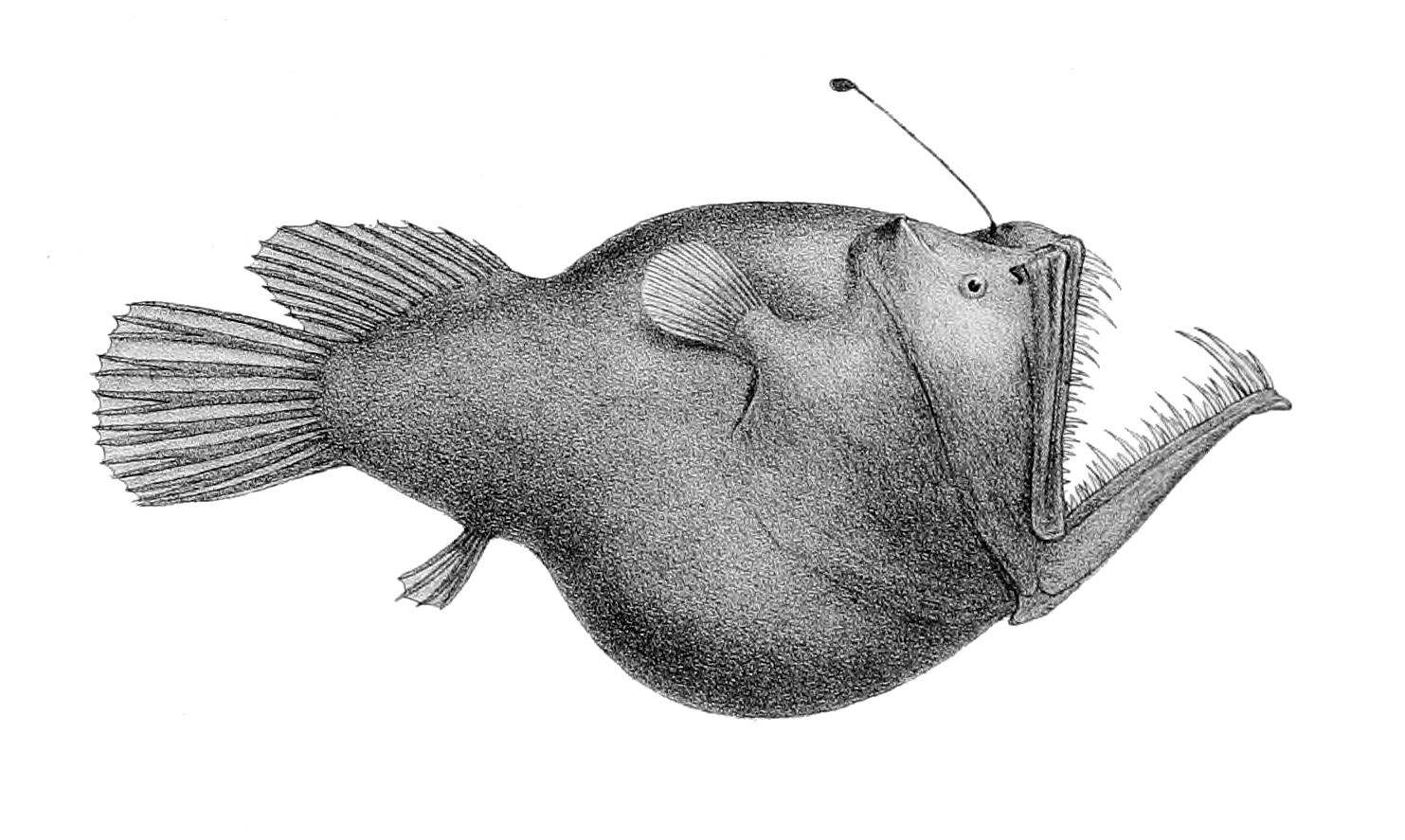 Melanocetus murrayi - Wikipedia