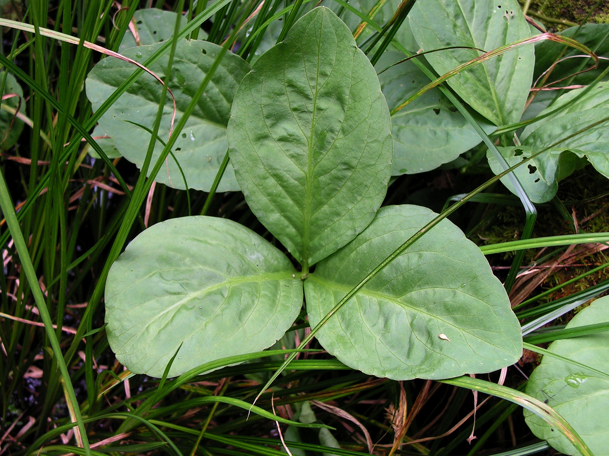 Menyanthes trifoliata. Menyanthes trifoliata гигрофиты. Трехлистка. Ва́хта (лат. Menyánthes).