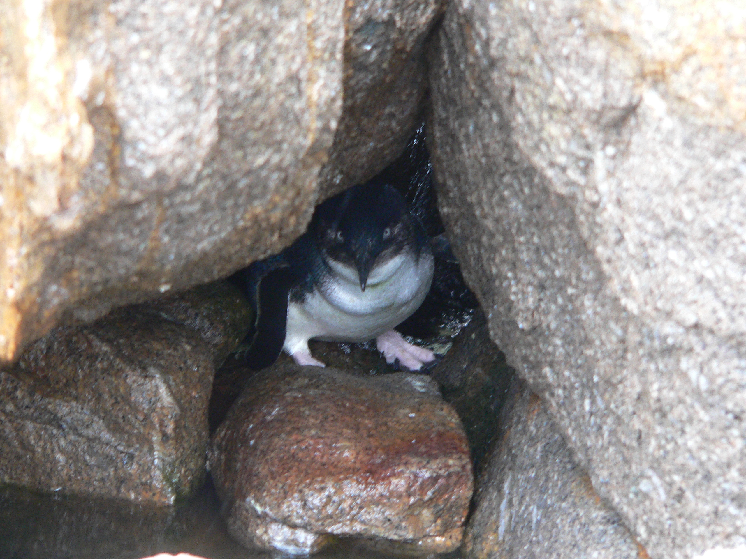 penguin montague island