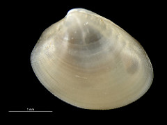 Large nut clam (Nucula nucleus)