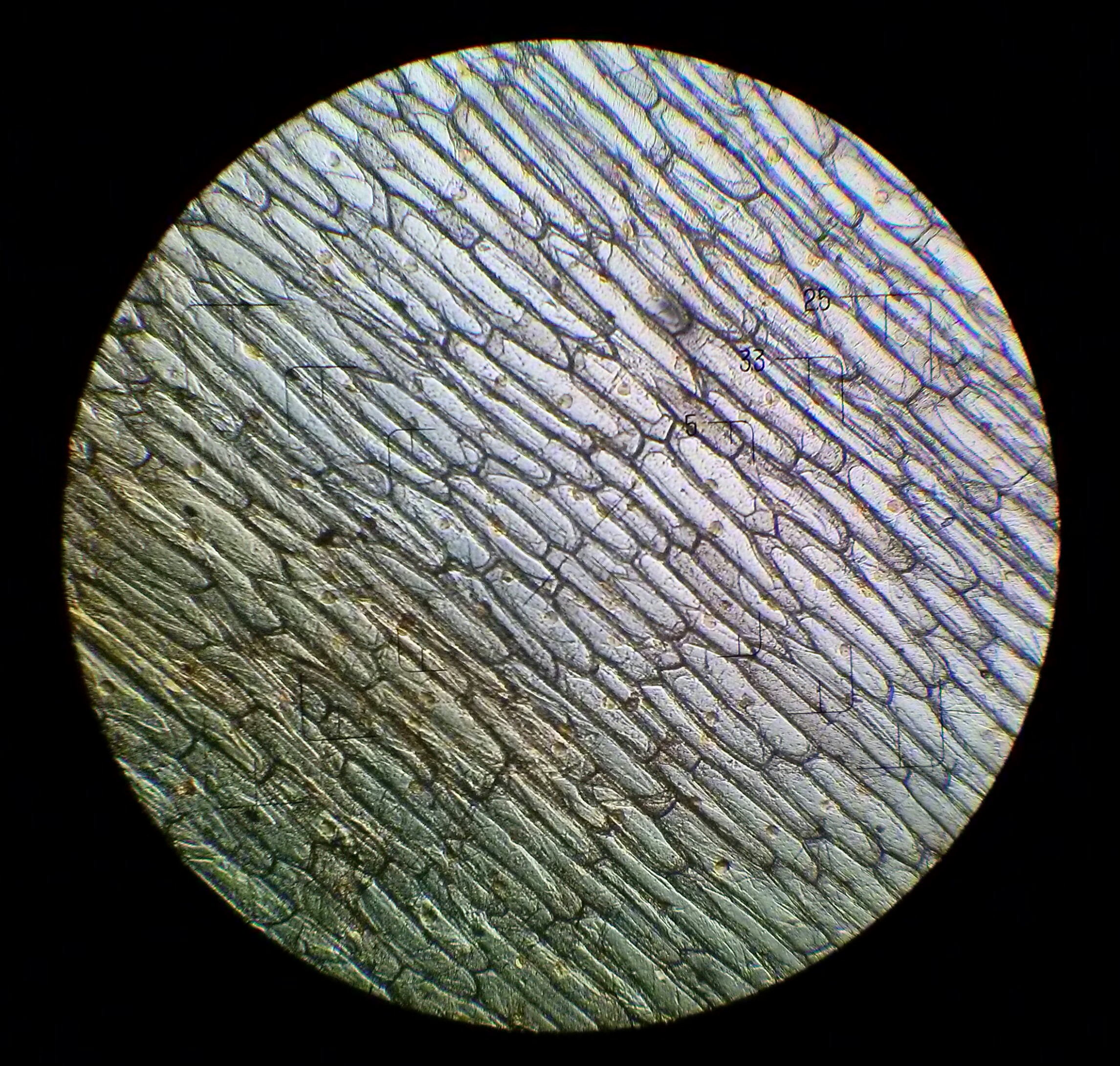 rulletrappe Koncession gentagelse File:Onion cells under the light microscope.jpg - Wikimedia Commons