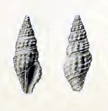 <i>Otitoma timorensis</i> Species of gastropod