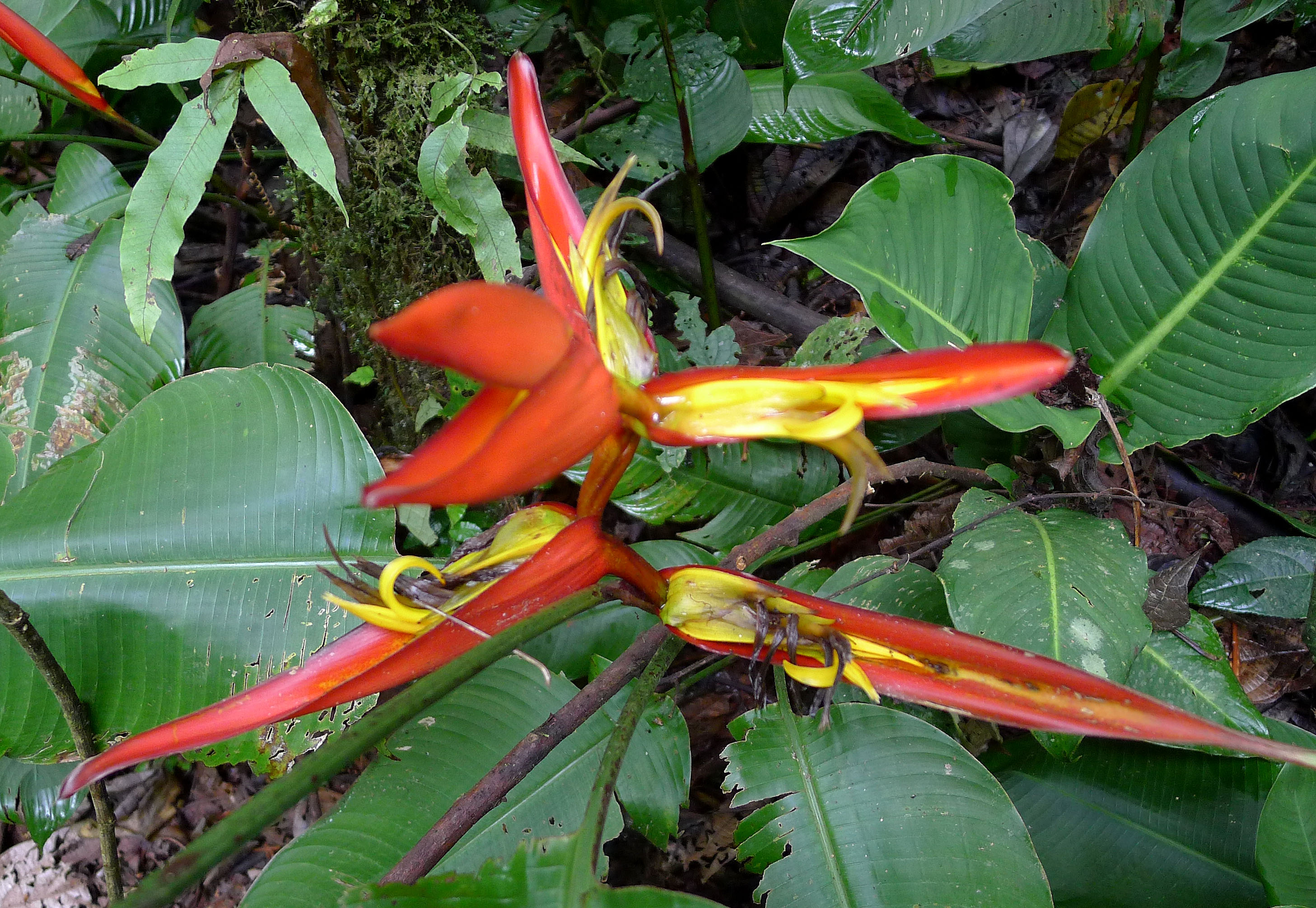 Unidentified Heliconia.
