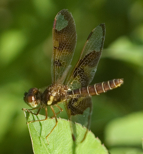 File:Perithemis tenera.jpg