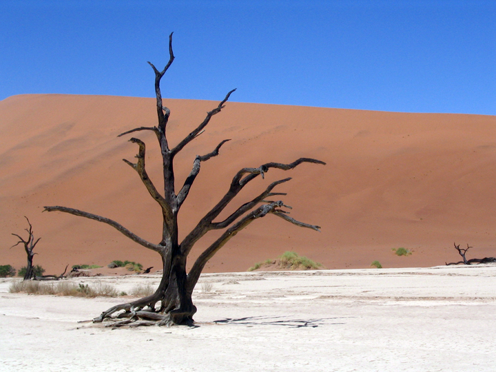 File:Petrified Tree (94576877).jpg