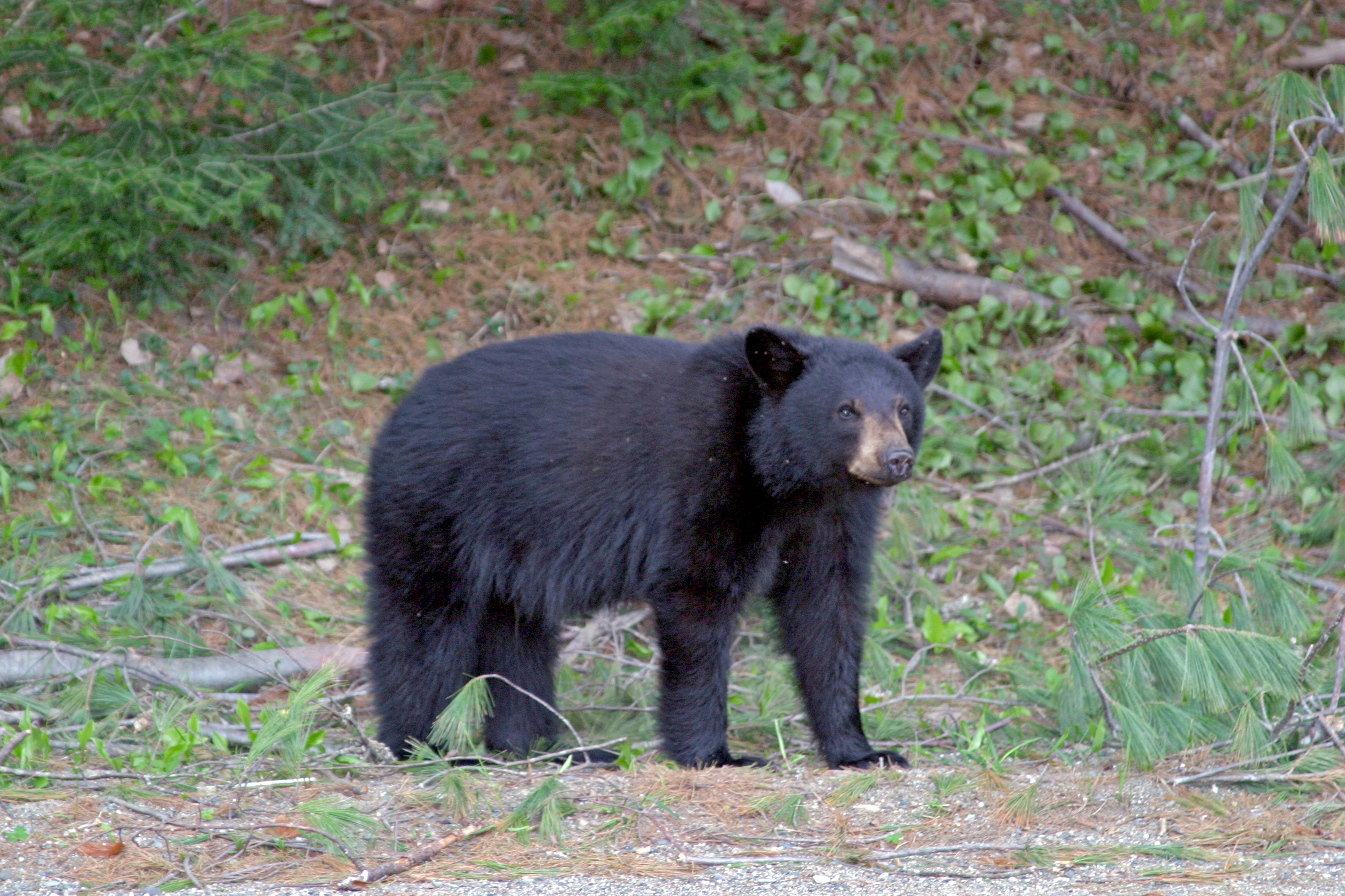 Медведь барибал умеет лазить по деревьям. Барибал. Барибал млекопитающие. Черный медведь. Самый большой медведь черный.