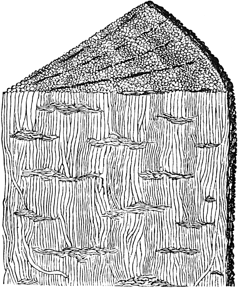 Prototaxites - Wikipedia