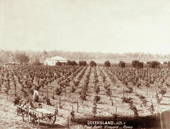 File:Queensland State Archives 2516 Paul Beks vineyard at Roma c 1898.png