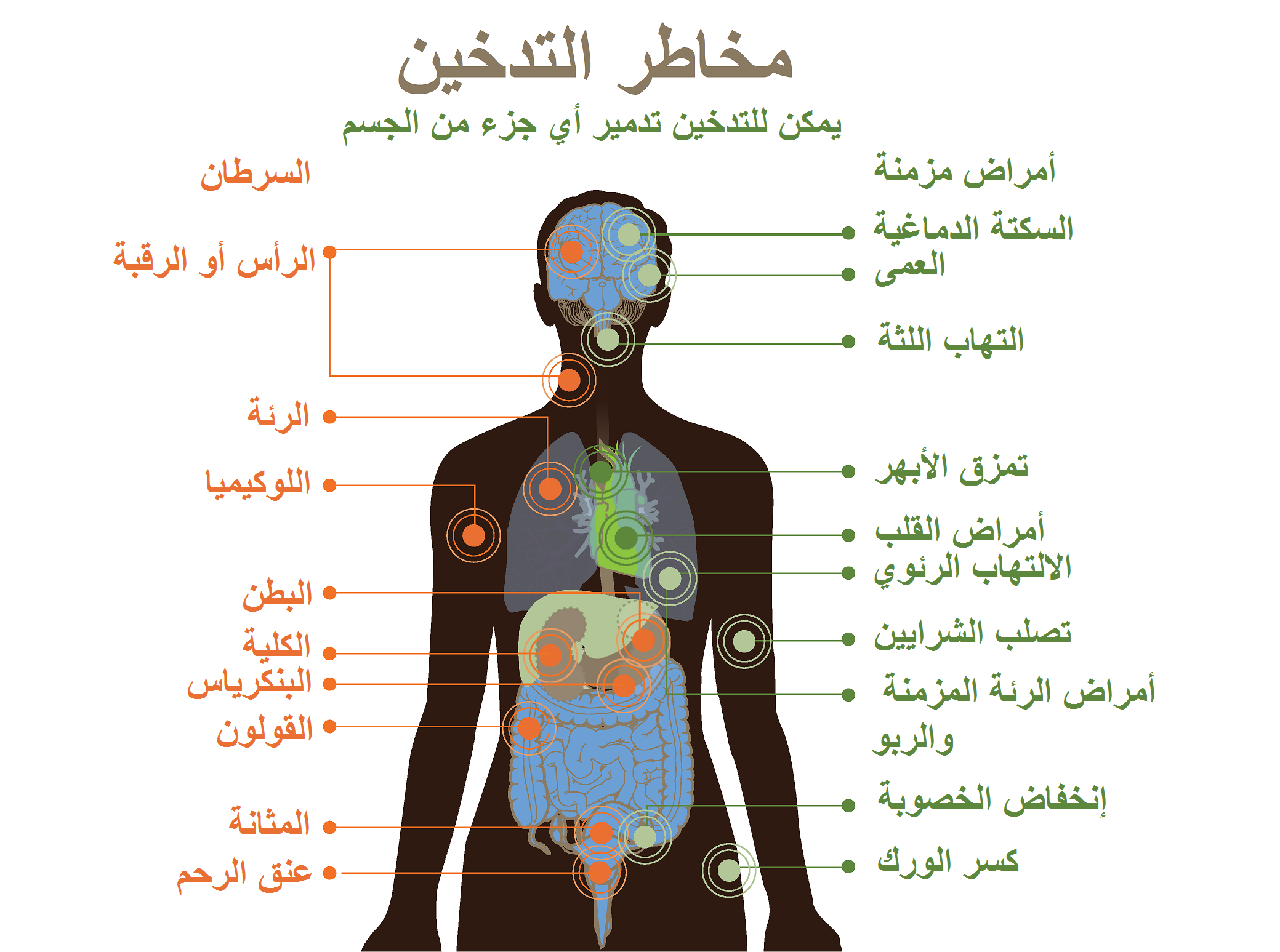 عدد كريات الدم الحمراء عند الشخص المدخن