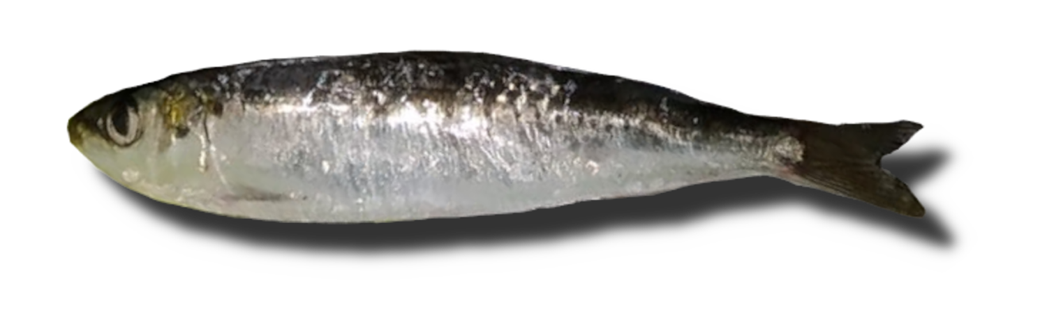 Como hacer sardinas a la plancha sin que se peguen