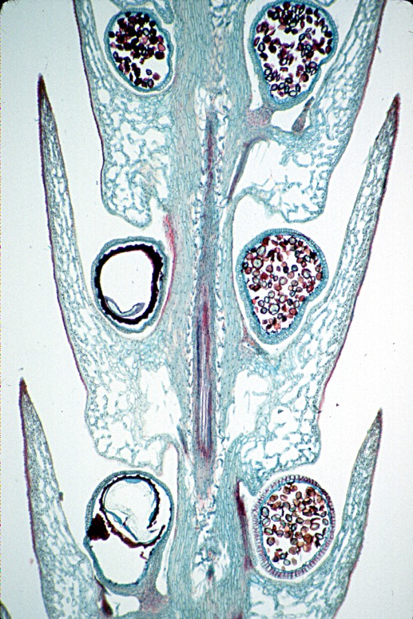 selaginella strobilus