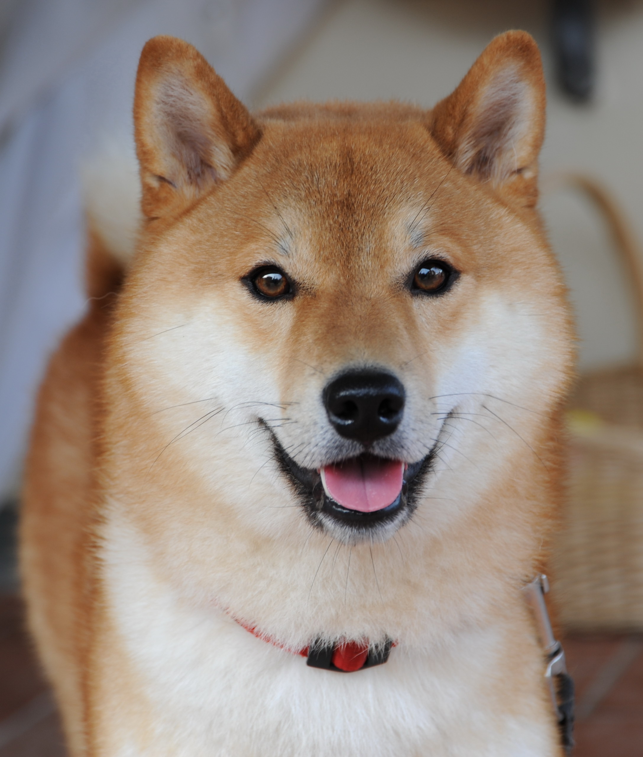 An image of the Shiba Inu breed of dog. The Shiba Inu is a large dog that has yellow-brownish and white fur.