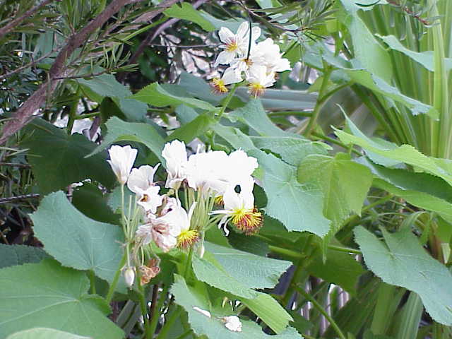 File:Sparmannia africana3.jpg