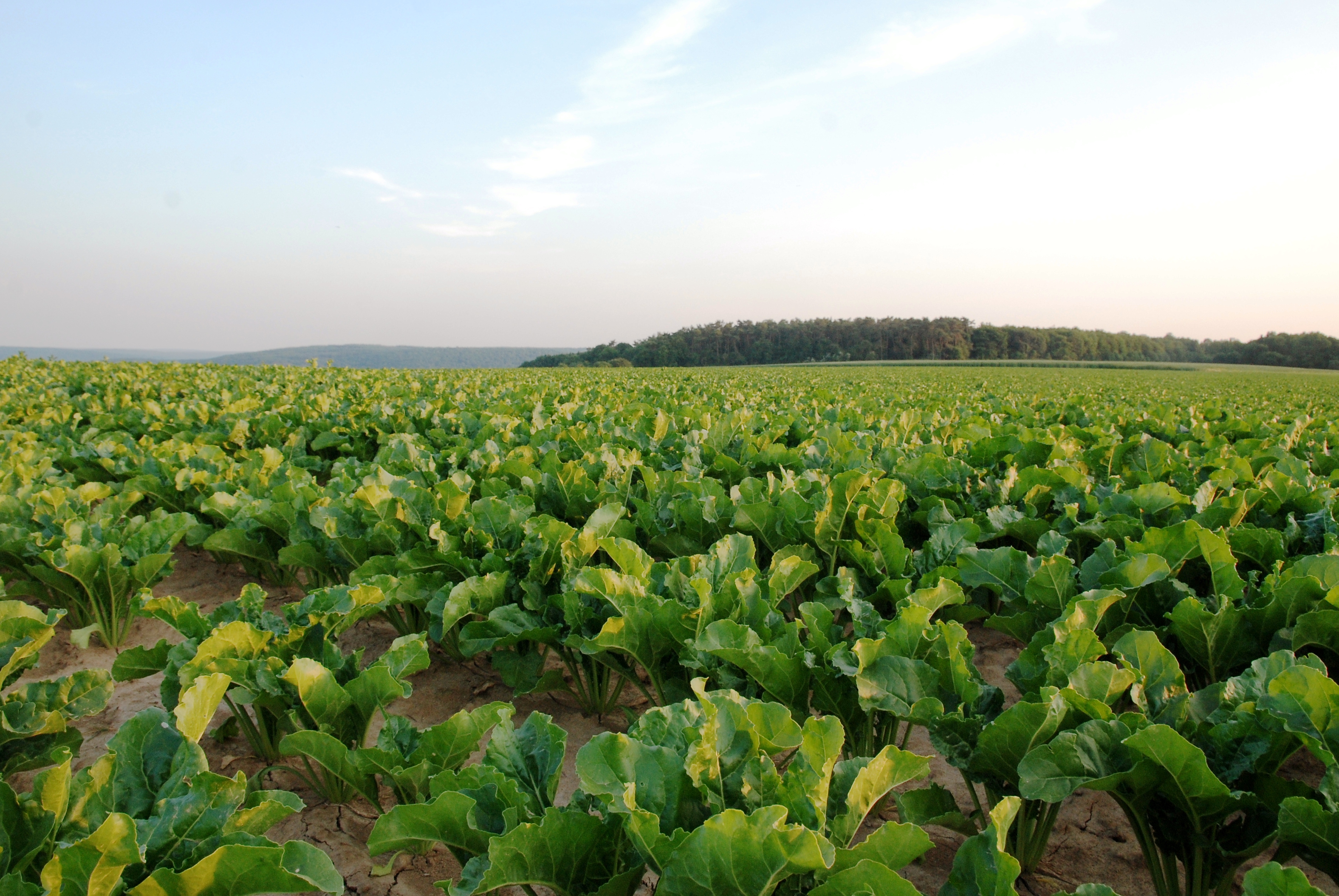 File:Sugar beet field (4799481326).jpg - Wikimedia Commons