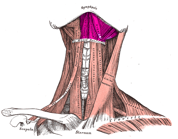 suprahyoid muscles