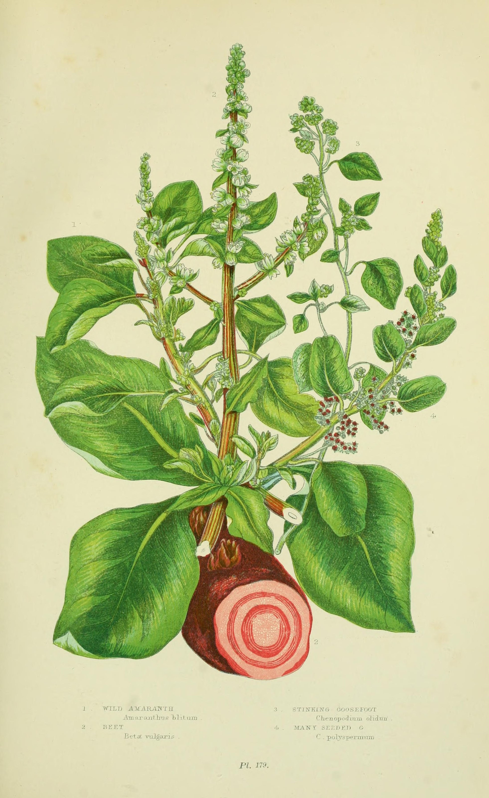 Ботанические иллюстрации старые Амарант
